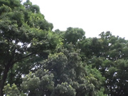 [AKA-043]  真面目女子がエロ覚醒したら、えらいことになった。 File．01