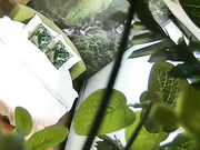 精品小旅馆绿叶房偷拍纹身社会男喝完红牛干得长发妹子高潮啊啊叫