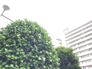 [RVG-026] 紺野ひかるBEST 8時間1 - 1of5