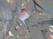 超哥600元约炮背着老公偷偷出来兼职的漂亮气质良家小少妇,性感黑丝丁字裤,干完一炮扒光又肏.国语淫荡对白!