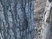 墨镜骚女【制服诱惑】和炮友驾车小树林车震，黑丝足交抽插骑乘射精，很是诱惑喜欢不要错过