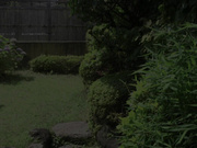 [JUY-295] 在丈夫的遗像前被侵犯达到疯狂高潮的我 白石りん - 1of5